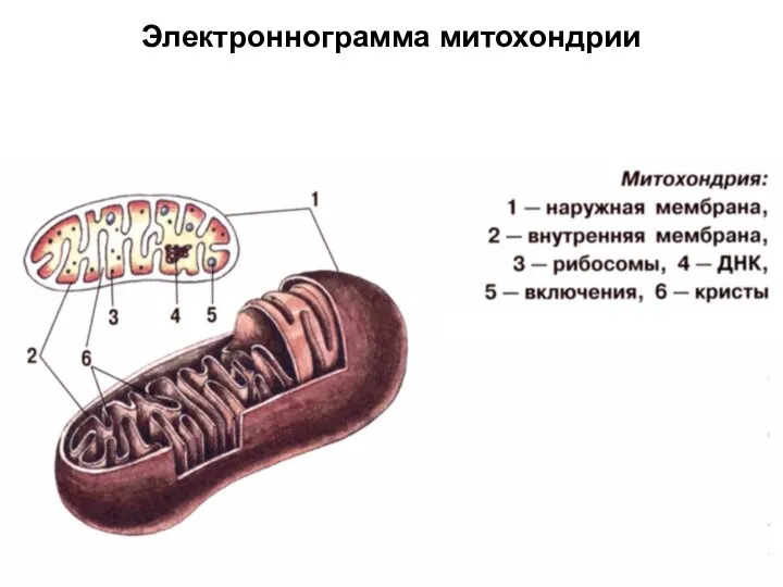 Электроннограмма митохондрии