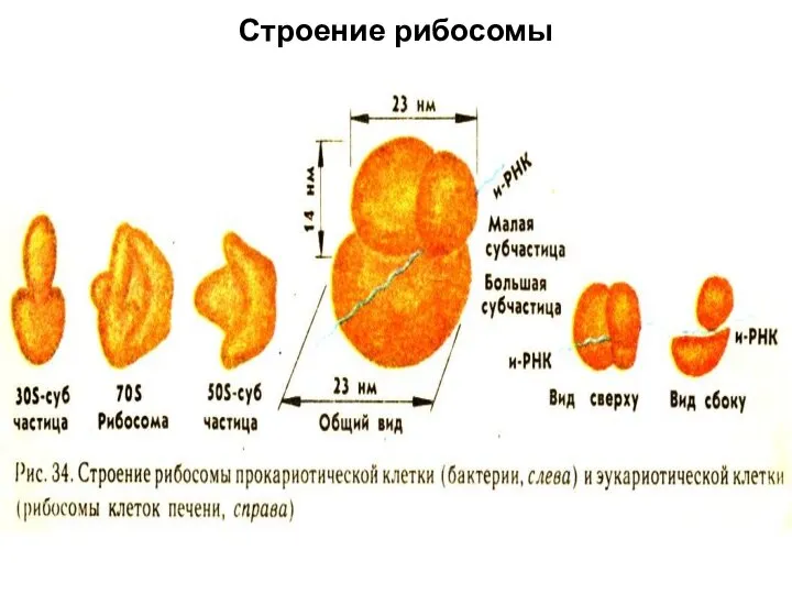 Строение рибосомы