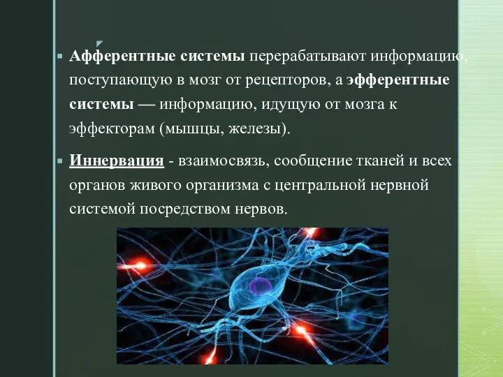 Афферентные системы перерабатывают информацию, поступающую в мозг от рецепторов, а эфферентные системы