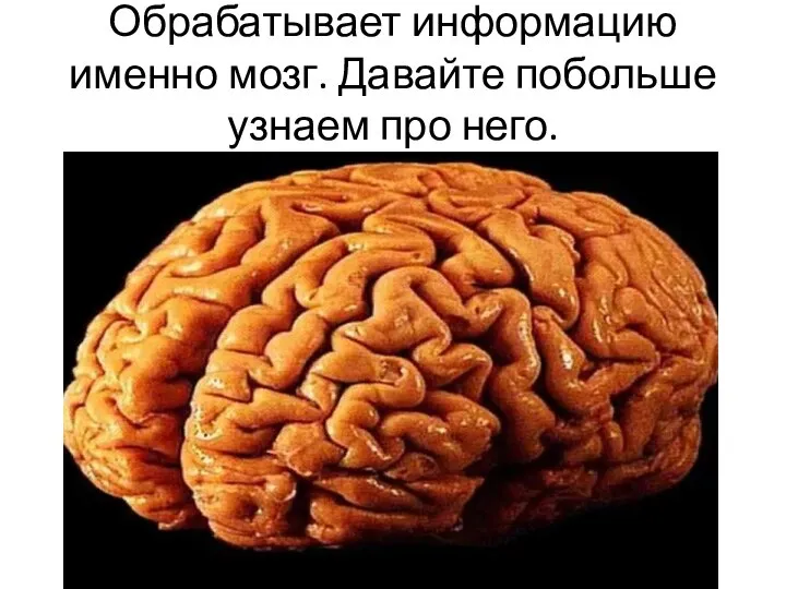 Обрабатывает информацию именно мозг. Давайте побольше узнаем про него.