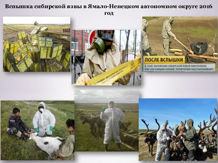 Вспышка сибирской язвы в Ямало-Ненецком автономном округе 2016 год