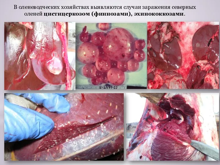 В оленеводческих хозяйствах выявляются случаи заражения северных оленей цистицеркозом (финнозами), эхинококкозами.