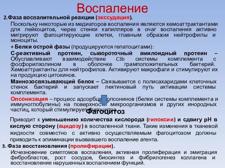 2.Фаза воспалительной реакции (экссудация). Поскольку некоторые из медиаторов воспаления являются хемоаттрактантами для