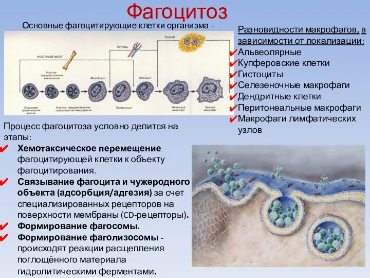 Фагоцитоз Основные фагоцитирующие клетки организма - макрофаги Процесс фагоцитоза условно делится на