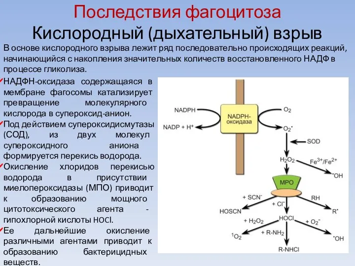 Последствия фагоцитоза Кислородный (дыхательный) взрыв В основе кислородного взрыва лежит ряд последовательно