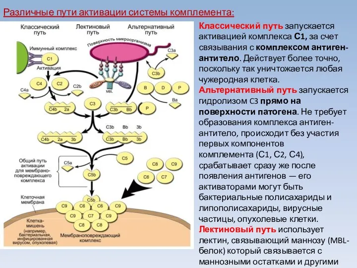 Различные пути активации системы комплемента: Классический путь запускается активацией комплекса С1, за