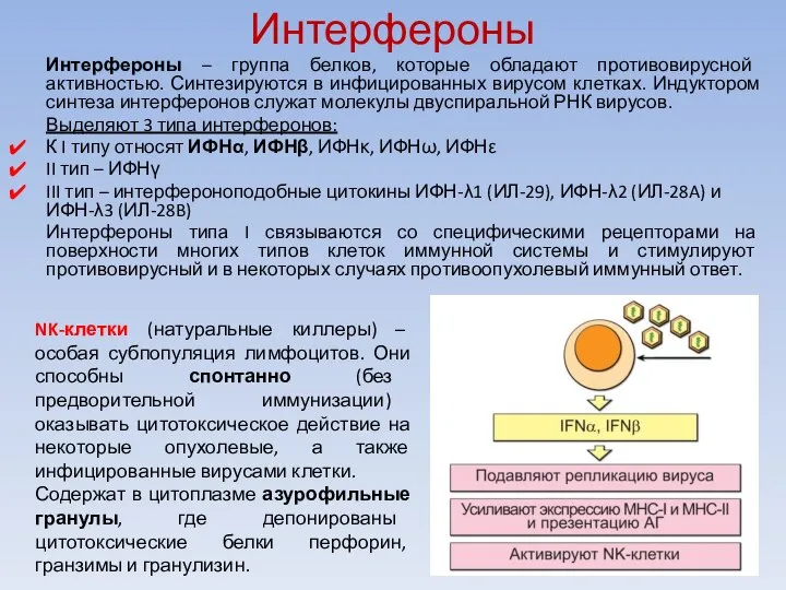 Интерфероны Интерфероны – группа белков, которые обладают противовирусной активностью. Синтезируются в инфицированных