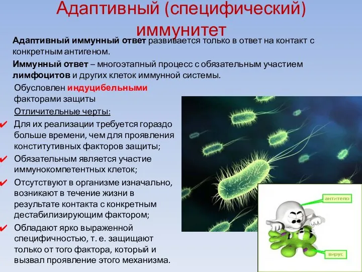 Адаптивный (специфический) иммунитет Адаптивный иммунный ответ развивается только в ответ на контакт