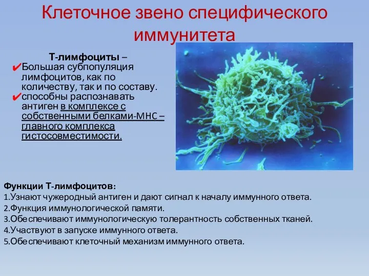 Клеточное звено специфического иммунитета Т-лимфоциты – Большая субпопуляция лимфоцитов, как по количеству,