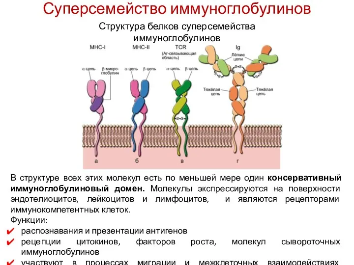 Суперсемейство иммуноглобулинов Структура белков суперсемейства иммуноглобулинов В структуре всех этих молекул есть