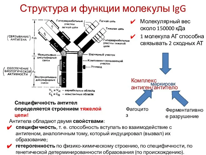 Структура и функции молекулы IgG Молекулярный вес около 150000 кДа 1 молекула