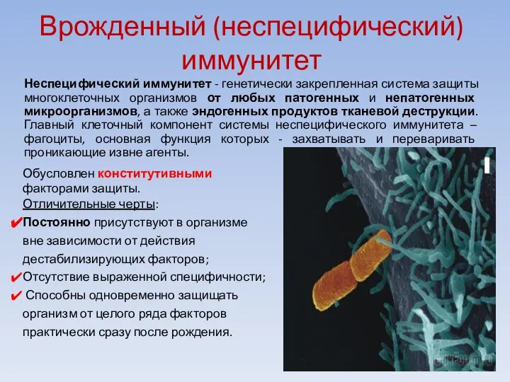 Врожденный (неспецифический) иммунитет Неспецифический иммунитет - генетически закрепленная система защиты многоклеточных организмов