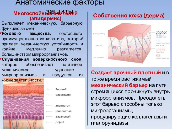 Анатомические факторы защиты Многослойный эпителий (эпидермис) Выполняет механическую, барьерную функцию за счет: