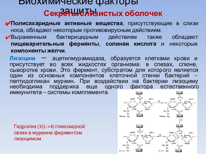 Биохимические факторы защиты Лизоцим – ацетилмурамидаза, образуется клетками крови и присутствует во