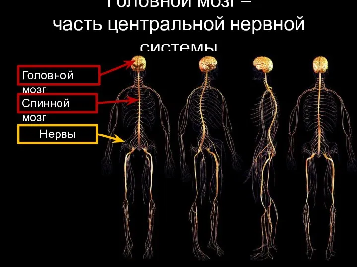 Головной мозг – часть центральной нервной системы Головной мозг Спинной мозг Нервы