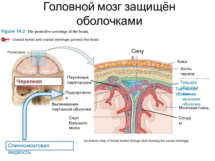 Головной мозг защищён оболочками Мозговая ткань Мягкая мозговая оболочка Паутинная оболочка Твёрдая