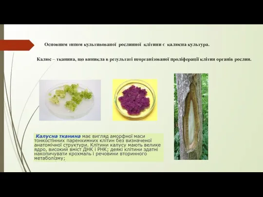 Основним типом культивованої рослинної клітини є калюсна культура. Калюс – тканина, що