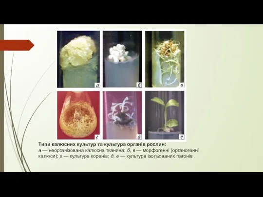 Типи калюсних культур та культура органів рослин: а — неорганізована калюсна тканина;
