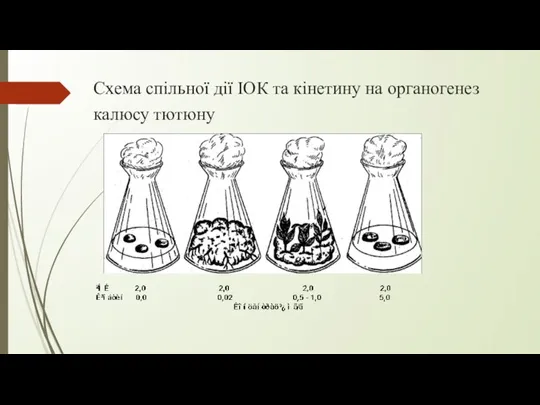 Схема спільної дії ІОК та кінетину на органогенез калюсу тютюну