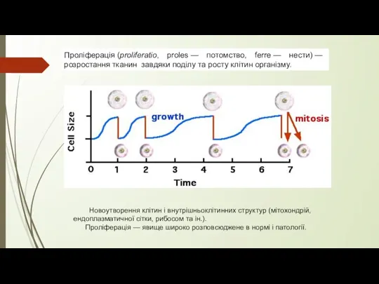 Проліферація (proliferatio, proles — потомство, ferre — нести) — розростання тканин завдяки