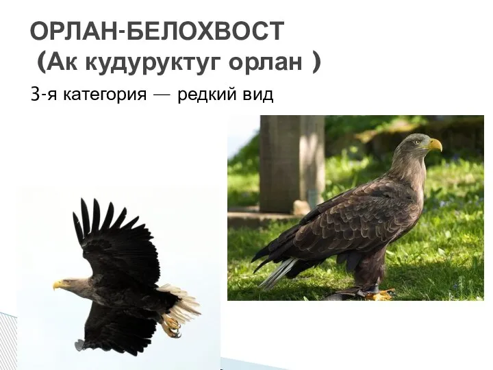 3-я категория — редкий вид ОРЛАН-БЕЛОХВОСТ (Ак кудуруктуг орлан )