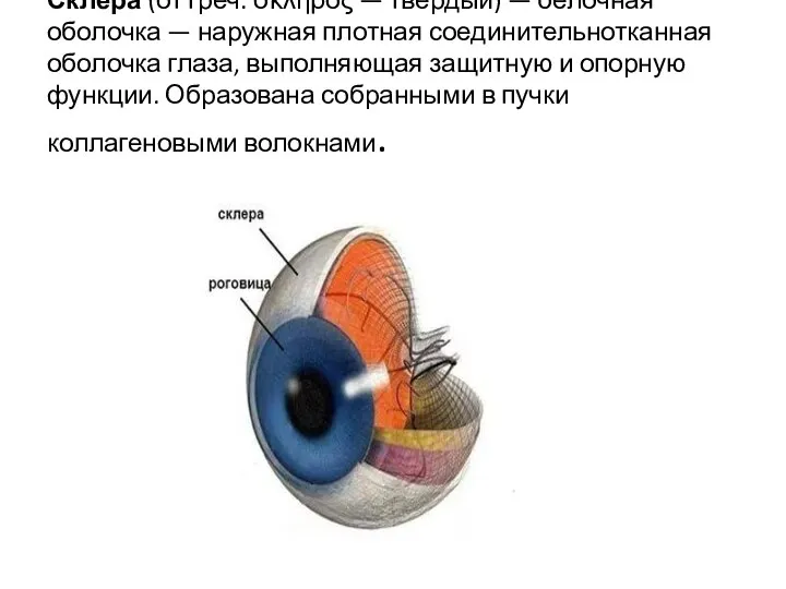 Скле́ра (от греч. σκληρός — твёрдый) — белочная оболочка — наружная плотная