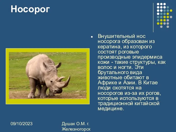 09/10/2023 Душак О.М. г.Железногорск Носорог Внушительный нос носорога образован из кератина, из