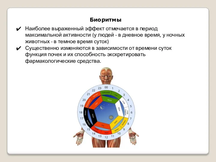 Биоритмы Наиболее выраженный эффект отмечается в период максимальной активности (у людей -