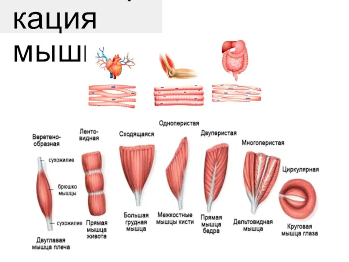 Классификация мышц: