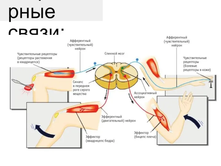 Рефлекторные связи: