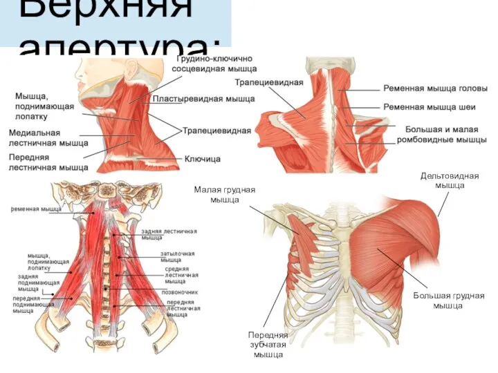 Верхняя апертура: Большая грудная мышца Малая грудная мышца Передняя зубчатая мышца Дельтовидная мышца