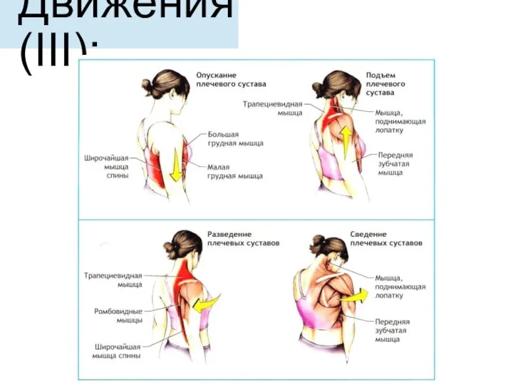 Движения (III):