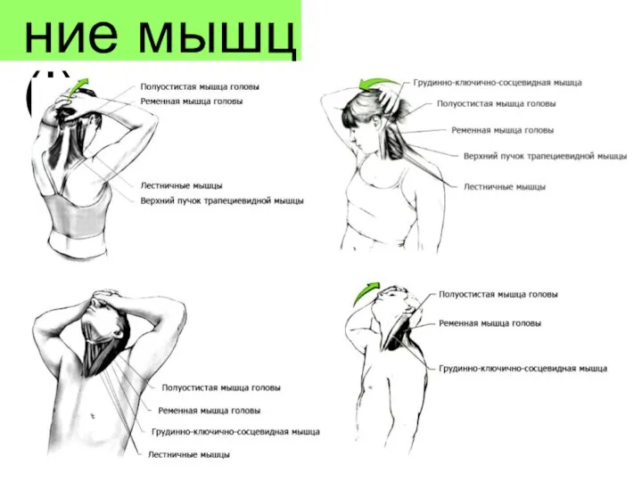 Растягивание мышц (I):