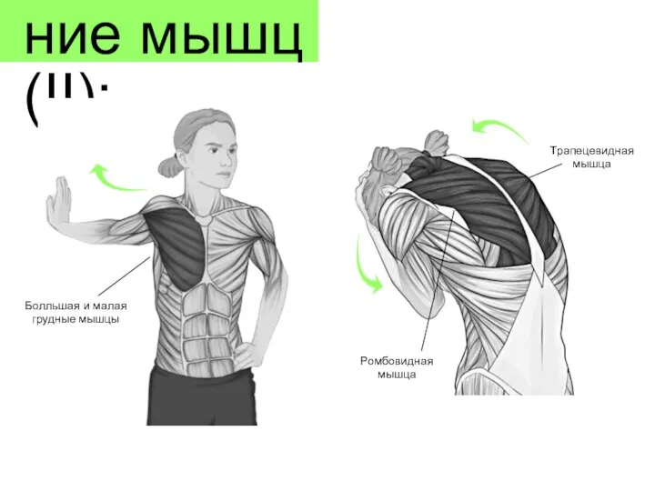 Растягивание мышц (II): Болльшая и малая грудные мышцы Трапецевидная мышца Ромбовидная мышца