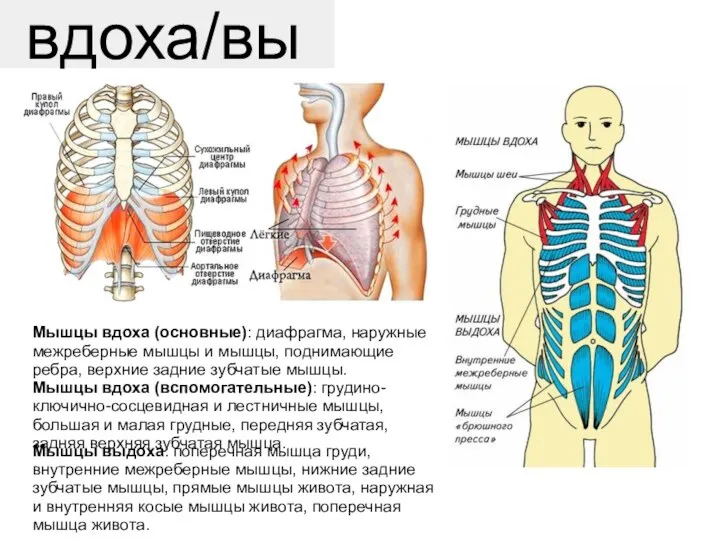 Мышцы вдоха/выдоха: Мышцы вдоха (основные): диафрагма, наружные межреберные мышцы и мышцы, поднимающие