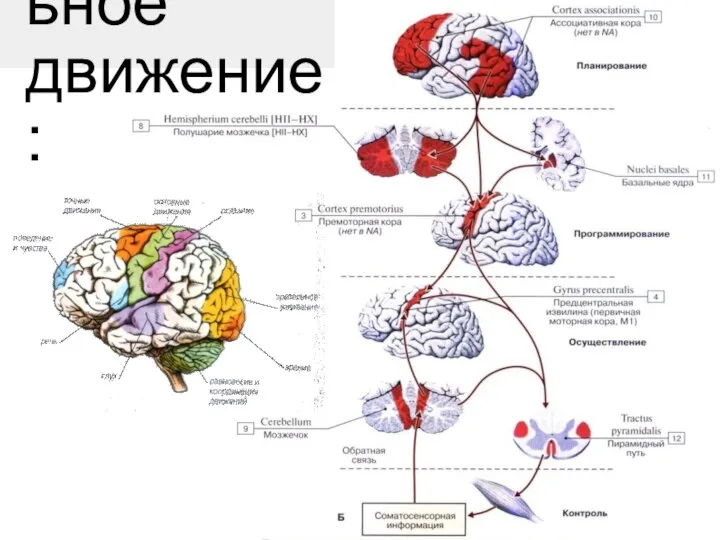 Произвольное движение: