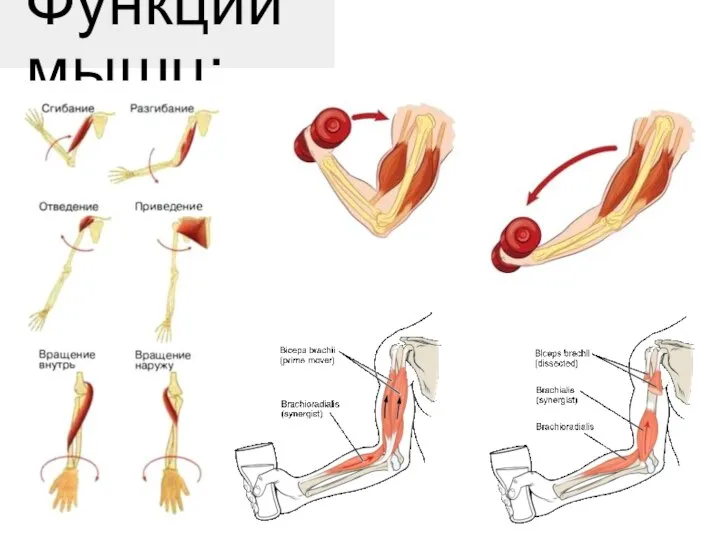 Функции мышц: