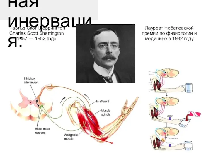 Реципрокная инервация: Лауреат Нобелевской премии по физиологии и медицине в 1932 году