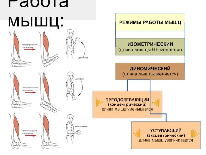 Работа мышц: РЕЖИМЫ РАБОТЫ МЫШЦ ИЗОМЕТРИЧЕСКИЙ (длина мышцы НЕ меняется) ДИНОМИЧЕСКИЙ (длина