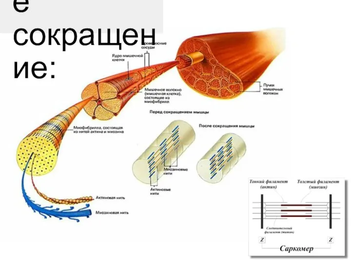 Мышечное сокращение: