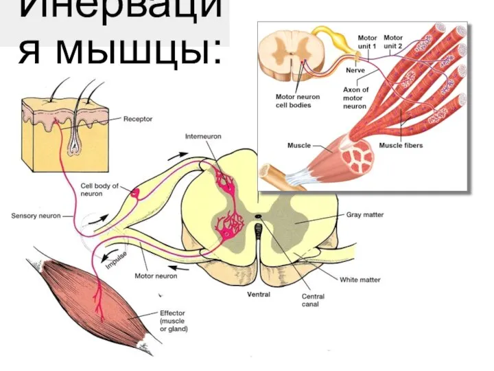 Инервация мышцы: