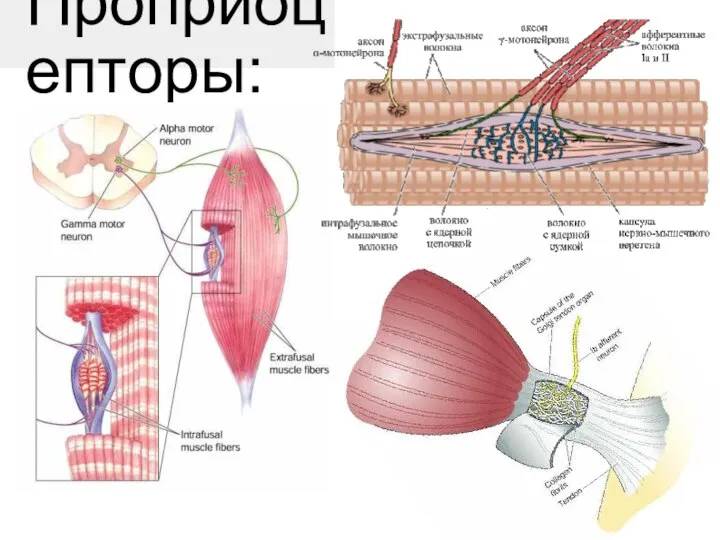 Проприоцепторы: