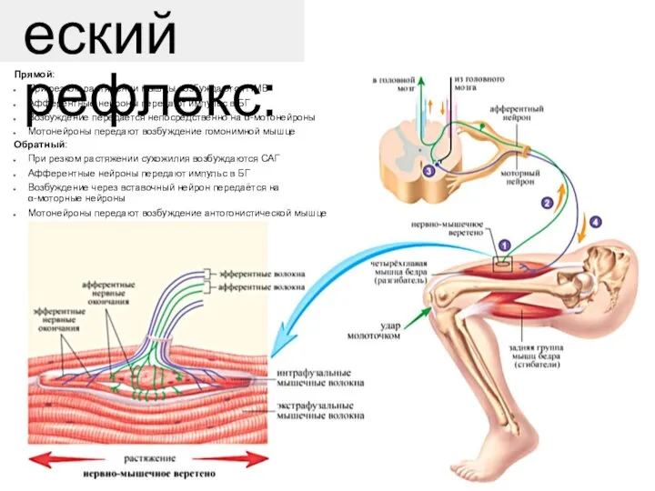 Миотатический рефлекс: Прямой: При резком растяжении мышцы возбуждаются НМВ Афферентные нейроны передают