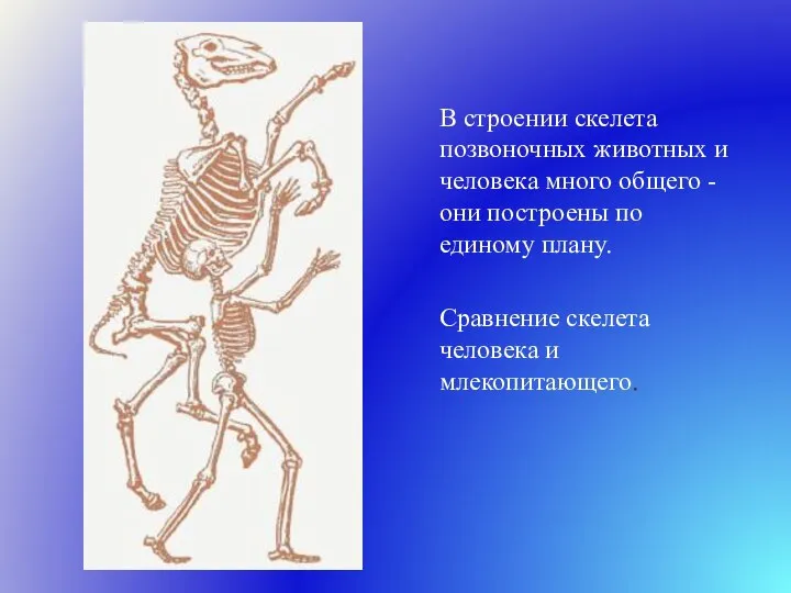 В строении скелета позвоночных животных и человека много общего - они построены