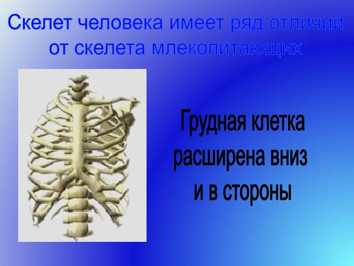 Грудная клетка расширена вниз и в стороны Скелет человека имеет ряд отличий от скелета млекопитающих