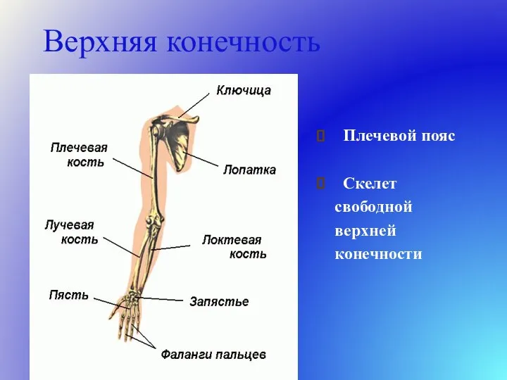 Верхняя конечность Плечевой пояс Скелет свободной верхней конечности