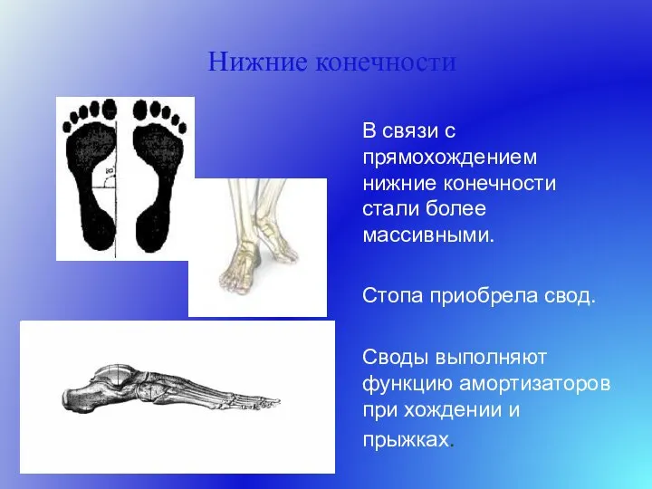 Нижние конечности В связи с прямохождением нижние конечности стали более массивными. Стопа