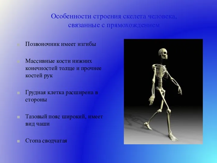 Особенности строения скелета человека, связанные с прямохождением Позвоночник имеет изгибы Массивные кости