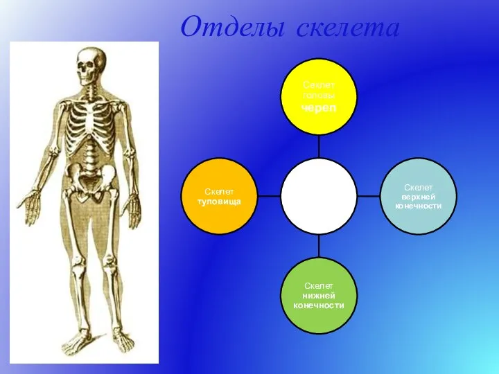 Отделы скелета