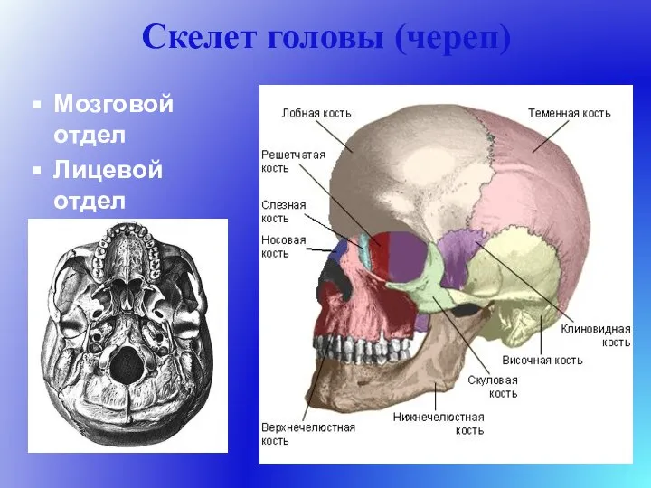 Скелет головы (череп) Мозговой отдел Лицевой отдел